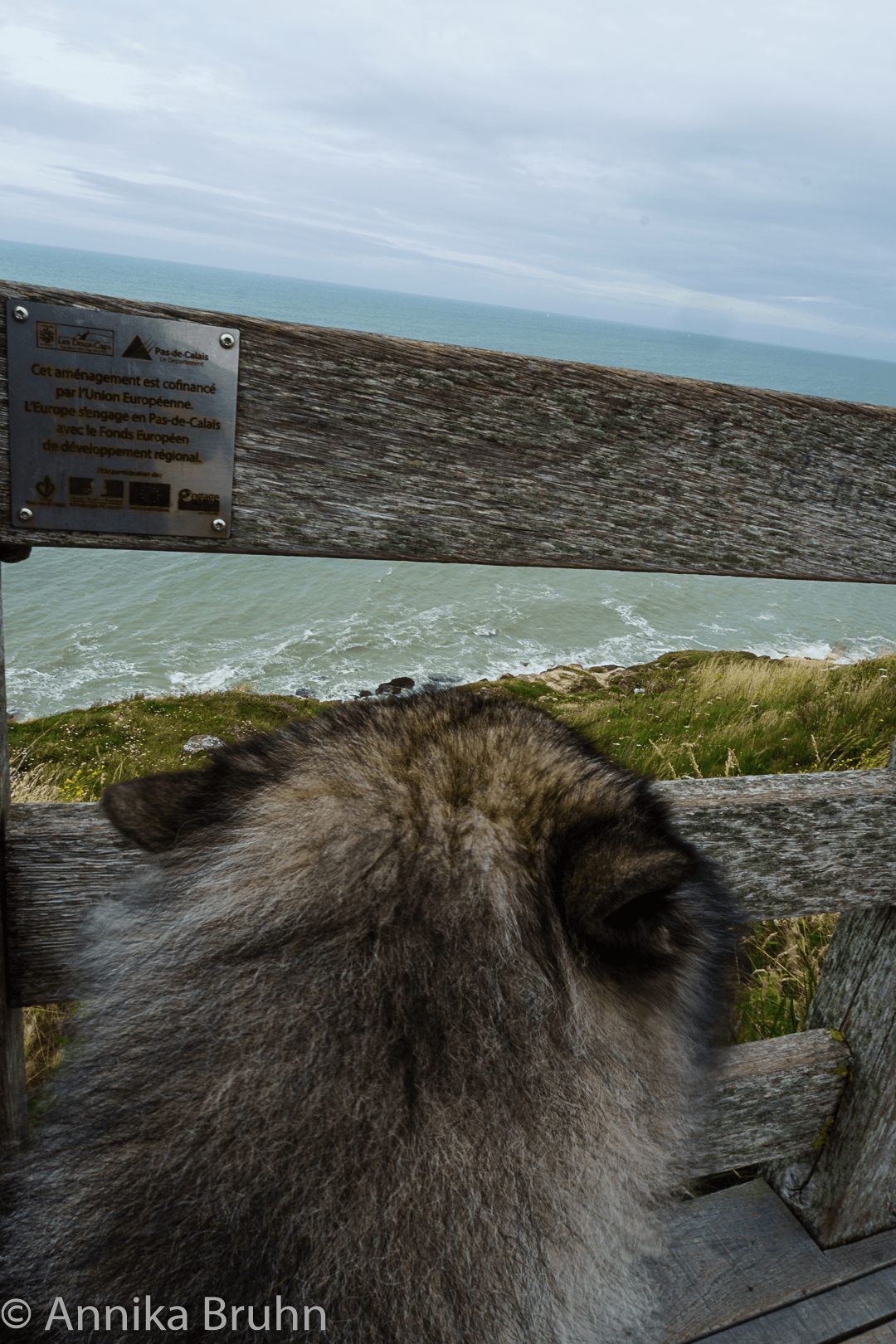 Q schaut aufs Meer